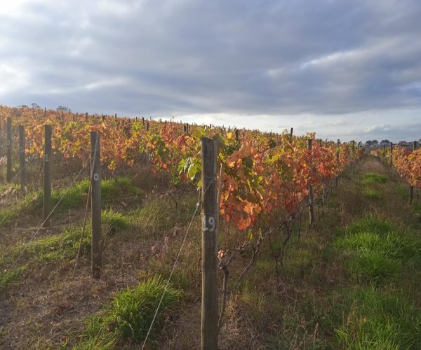 Vinhedo Quinta D'Alva