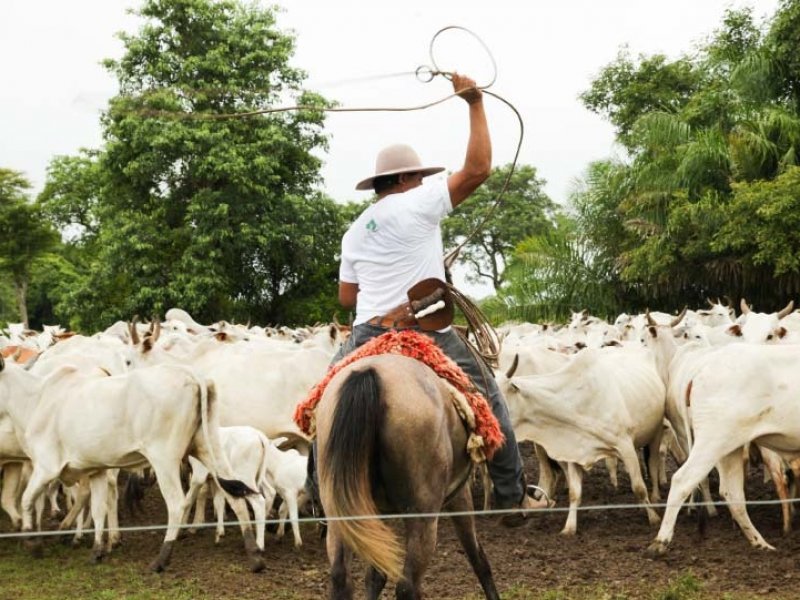 Pantanal Sul - Pousada Pequi