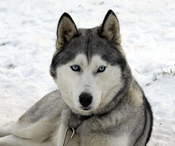 Experiencia Huskies