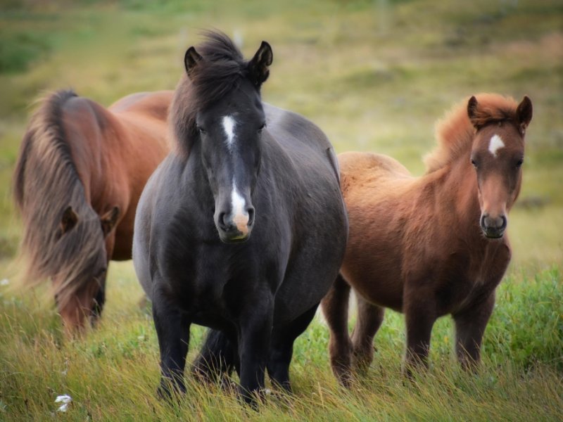 Cavalo islandes