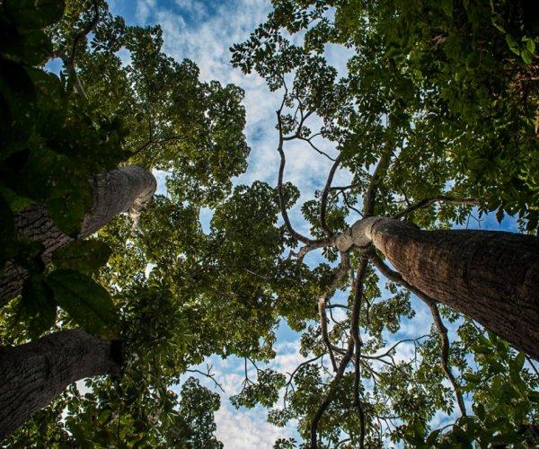 Viagem para Amazônia - Esse paraíso é nosso! Vamos conhecer para preservar, viva a Amazônia!