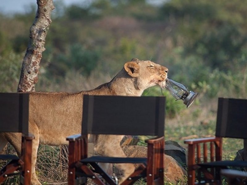 Safari