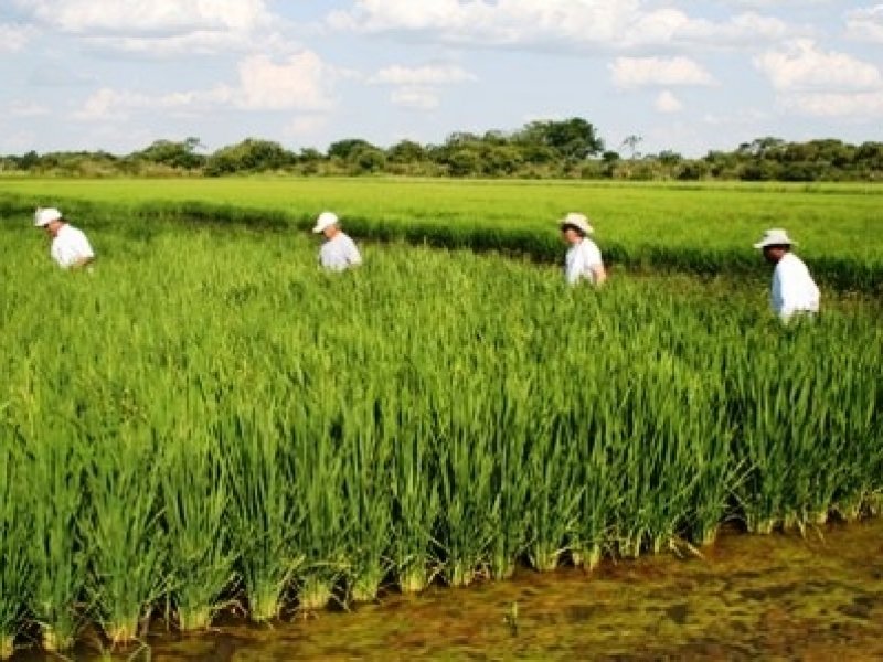 agricultura
