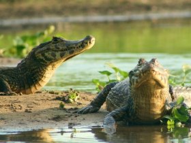 Pantanal Sul - Fazenda San Francisco