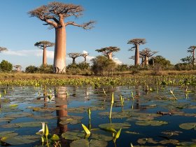 Madagascar - Essências do Sul