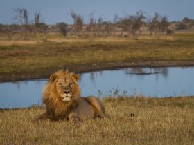 Botswana - Delta do Okavango e Reserva Moremi