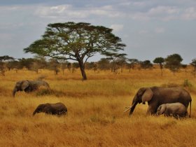 Safari no Quênia e Tanzânia