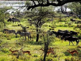 África - Safari na Tanzânia