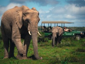 África do Sul - Cape Town, Rota Jardim e Safari no Shamwari Reserve
