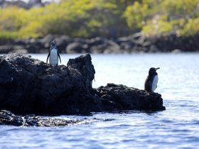 Equador - O Melhor de Galápagos