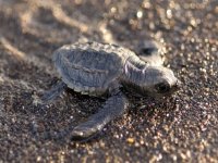 Costa Rica - Natureza Selvagem, Vulcão e Praias