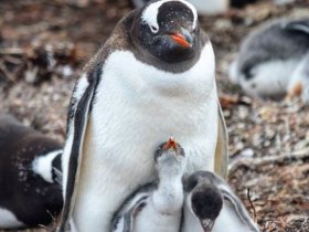 Ilhas Malvinas ou Falklands - Uma Viagem no Tempo