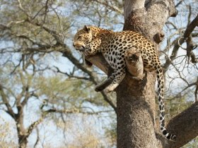 África do Sul – Cape Town e Safari no Kruger – Kapama Private Reserve