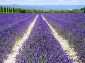 França - Provence 5 Sentidos com Lavanda