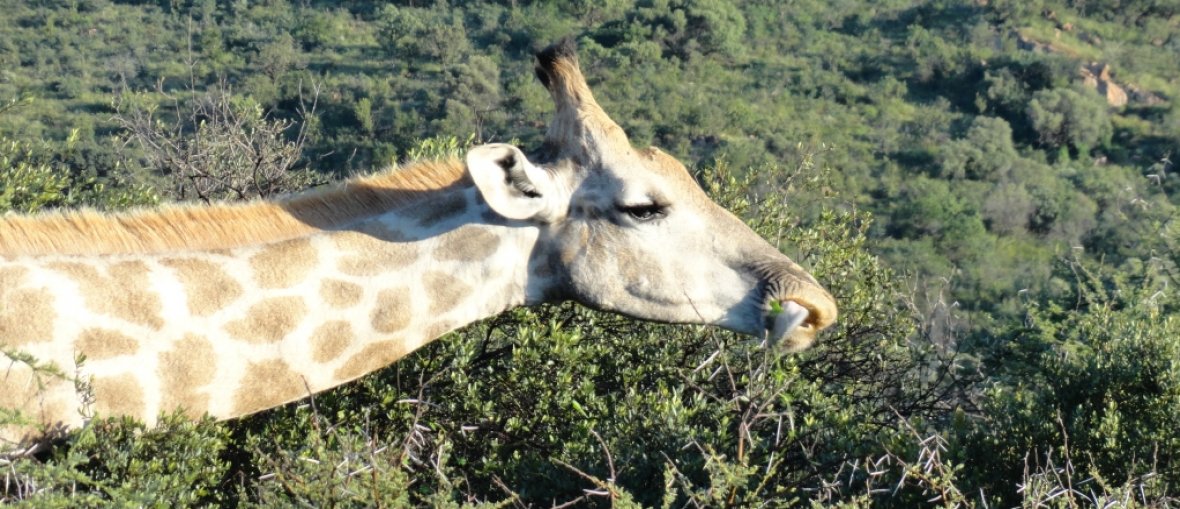 Viagem para África do Sul - Girafa