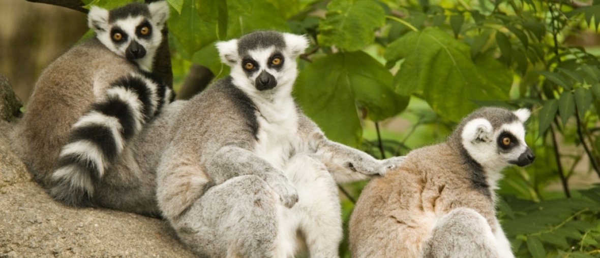 Madagascar