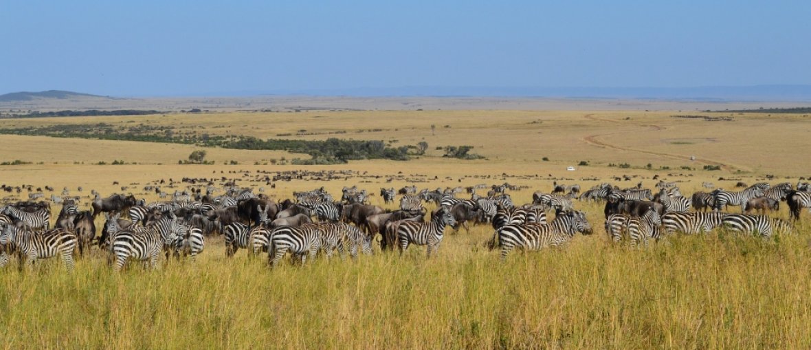 Safari na Tanzânia - Dia de safari