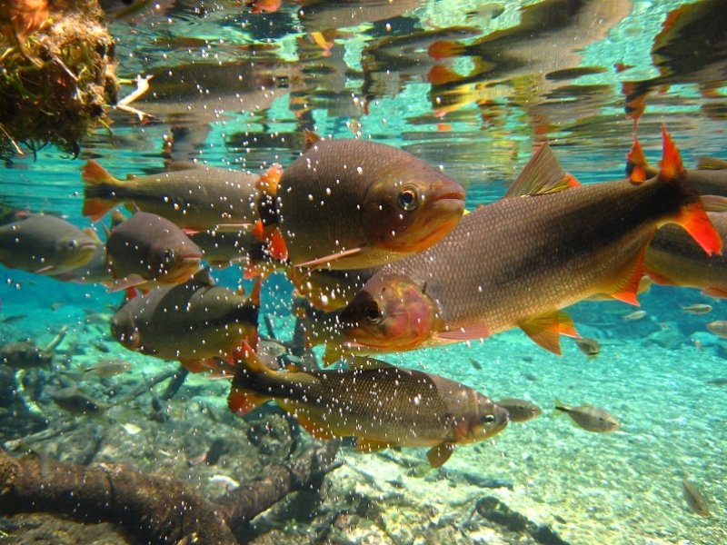 Bonito e Pantanal Sul - Fazenda San Francisco