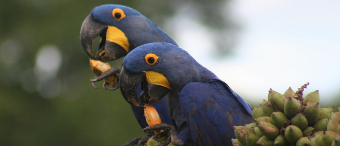 Turismo no Pantanal - Arara Azul