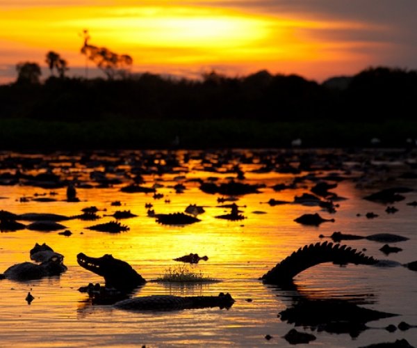 Cruzeiro no Pantanal - Porto Jofre x Corumbá