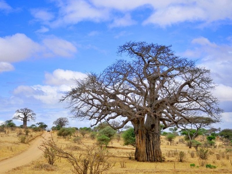 Safari na Tanzânia