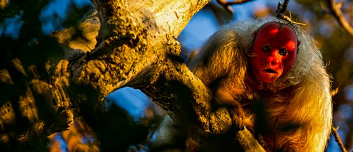 Viagem para Amazônia - Fauna da Amazônia