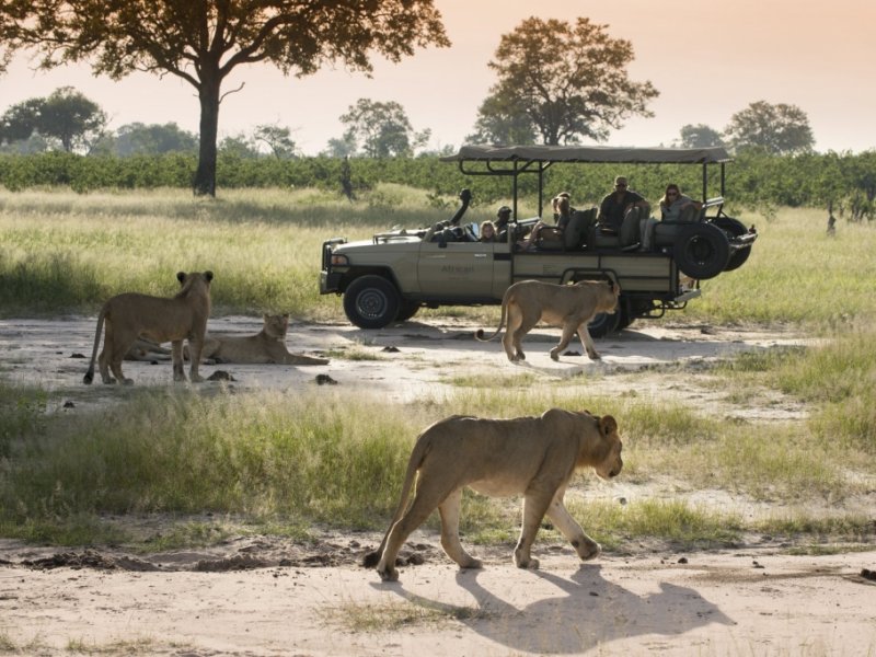 Botswana Imperdível by African Bush Camps 