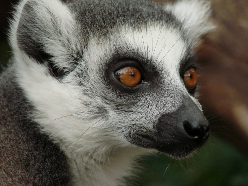 Madagascar - Safári em Busca dos Lêmures e Praias Paradisíacas