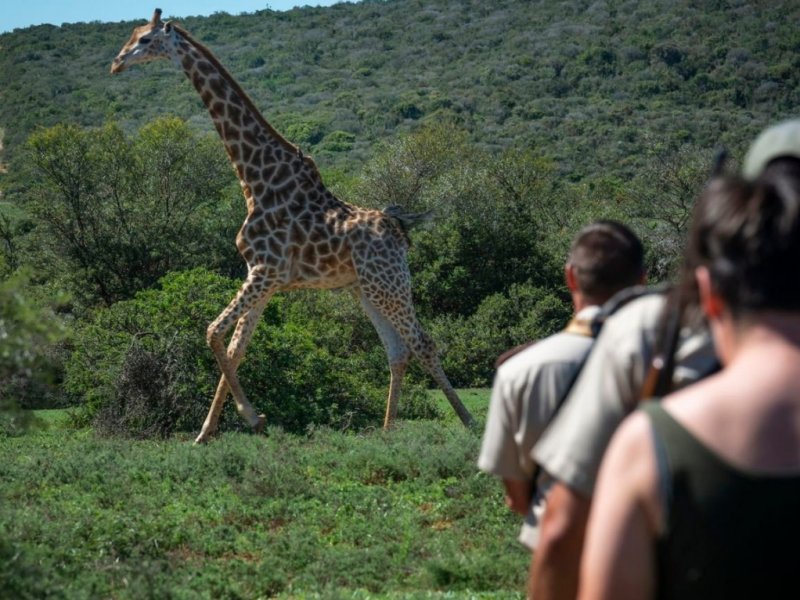 África do Sul - Cape Town, Rota Jardim e Safari no Shamwari Reserve