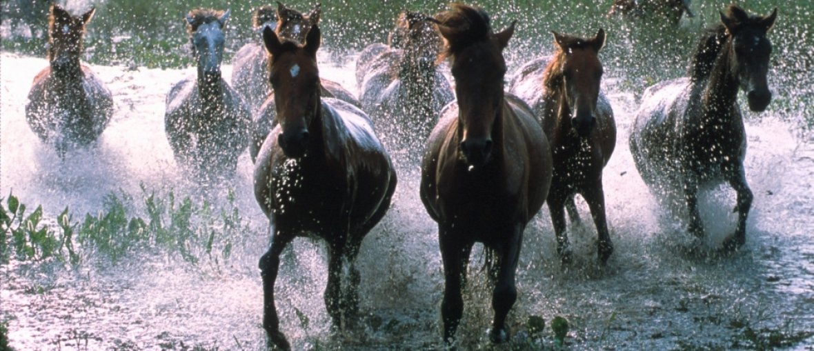 Turismo no Pantanal - Cavalos
