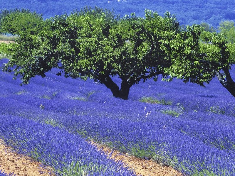 França - Provence 5 Sentidos com Lavanda