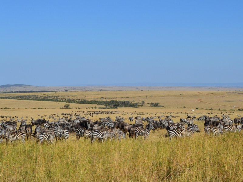 Safari no Quênia e Tanzânia - Com Serengeti e Amboseli