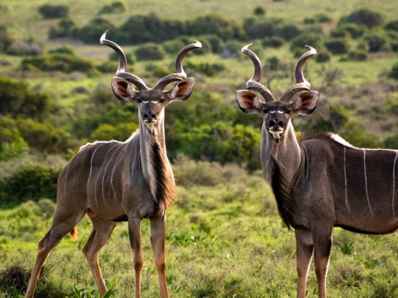 África do Sul - Cape Town, Rota Jardim e Safari no Shamwari Reserve