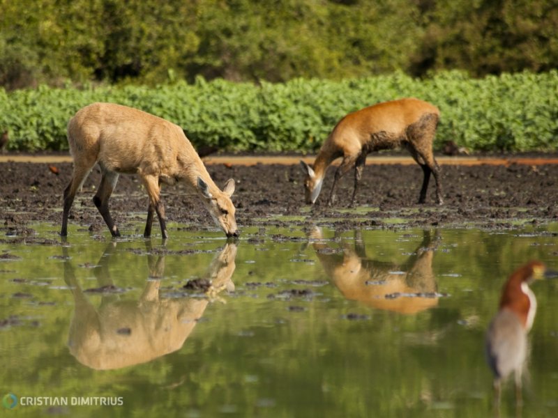 Cruzeiro no Pantanal - Porto Jofre x Corumbá