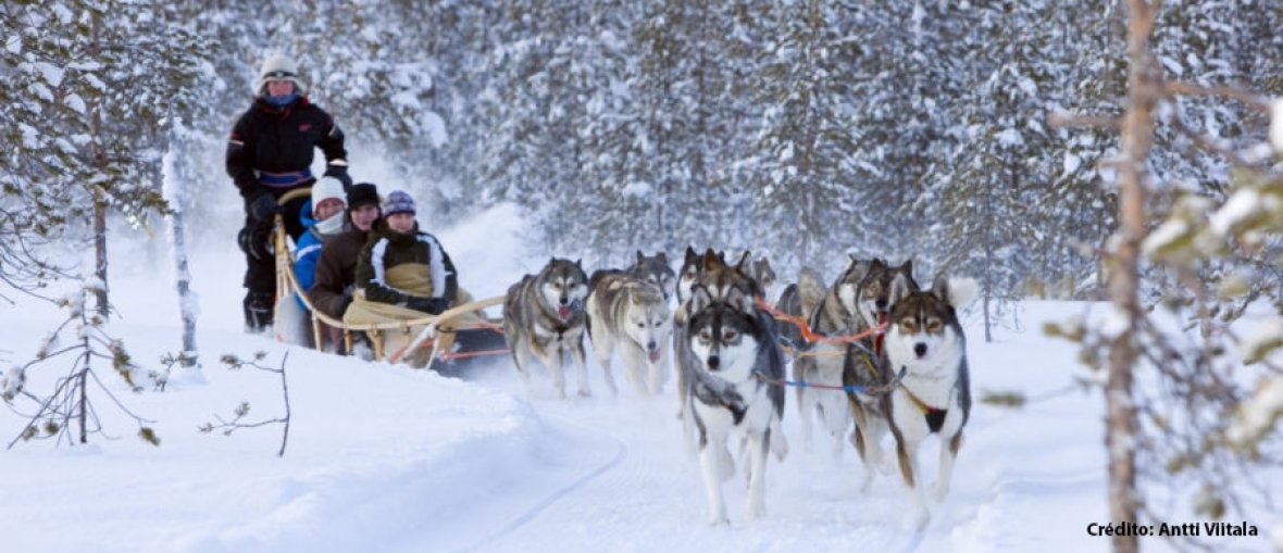 Viagem para Finlândia - Trenó puxados por huskies