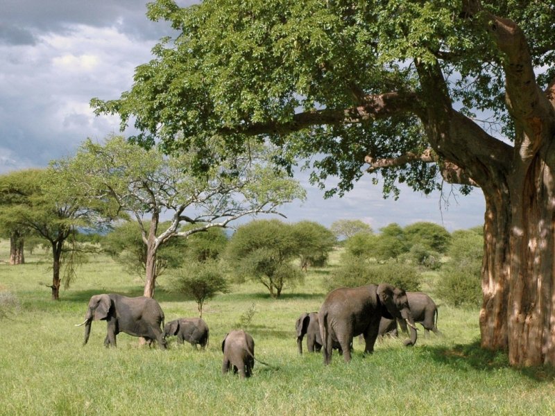 Safari no Quênia e Tanzânia - Com Serengeti e Amboseli