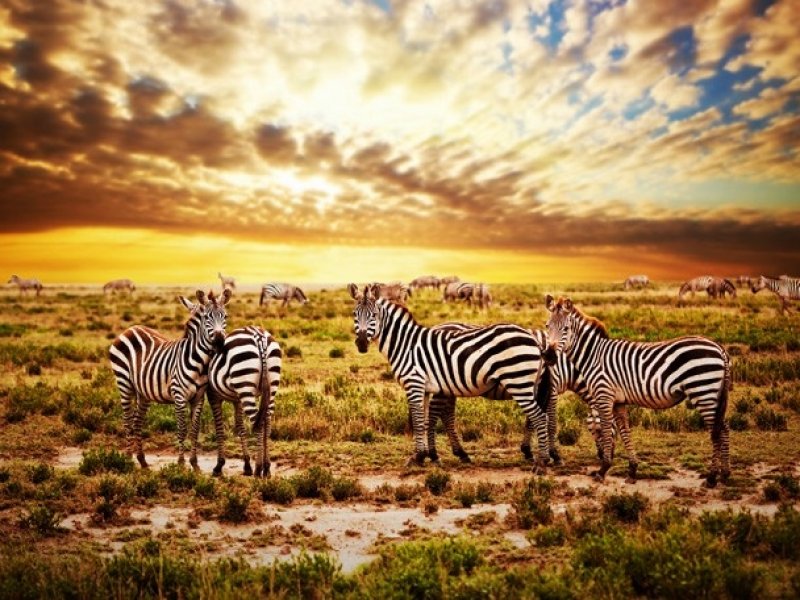 Safari no Quênia e Tanzânia - Com Serengeti e Amboseli