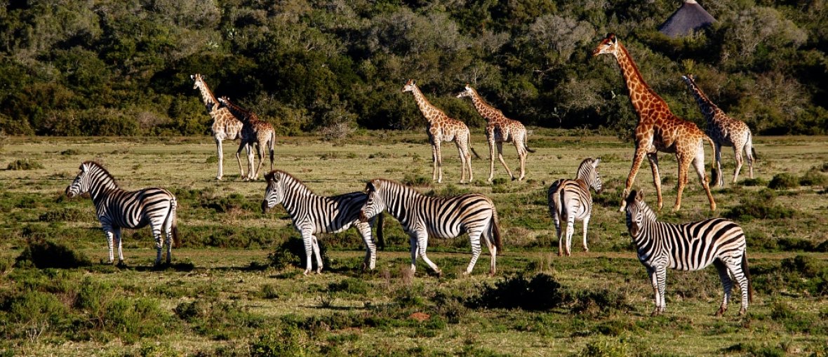 Safari na Tanzânia - Safari