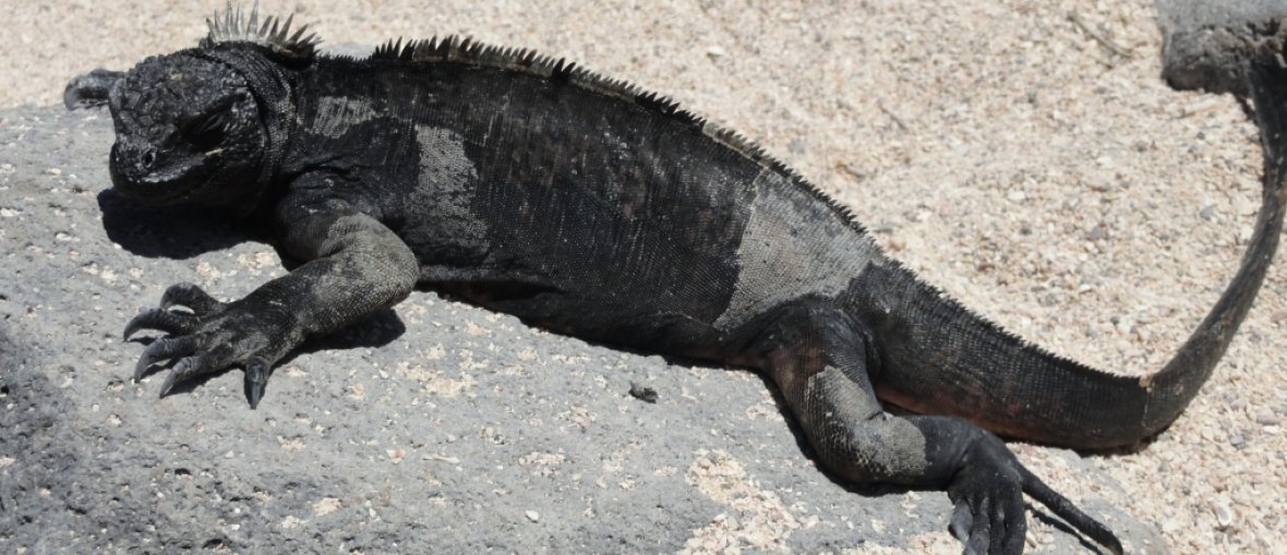 Pacotes para Ilhas Galápagos - Iguana