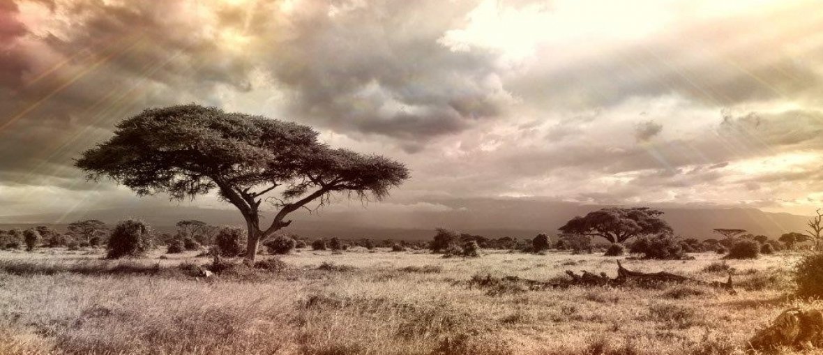 Viagem para África do Sul - Savana