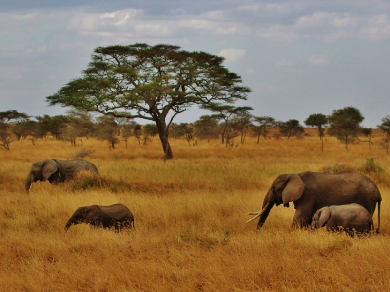 Safari no Quênia e Tanzânia