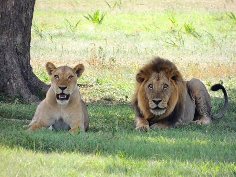 África - Safari na Tanzânia