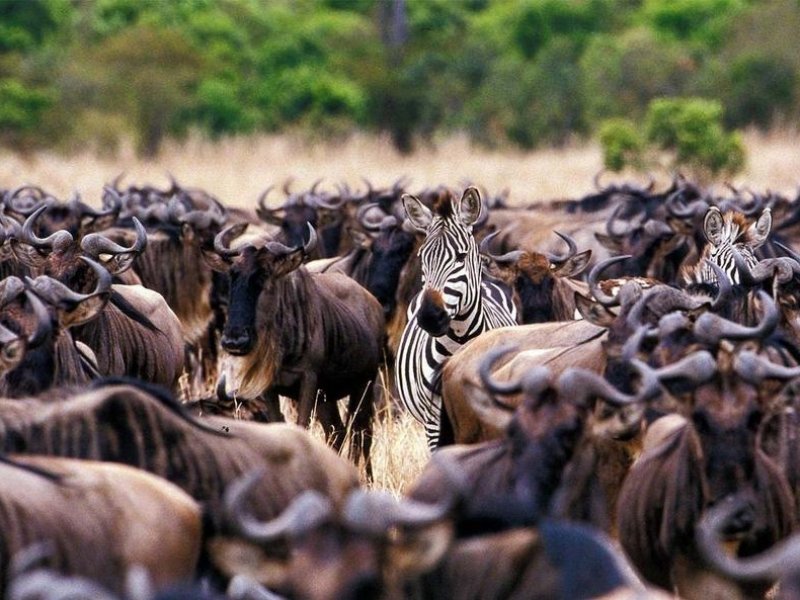 Safari de Luxo na Tanzânia