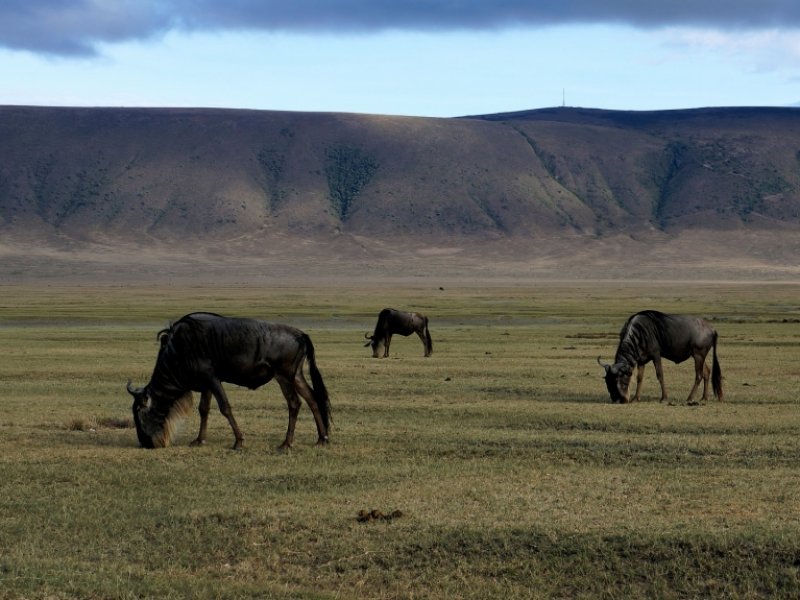 Safari no Quênia e Tanzânia