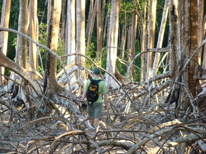 Pará - Descubra Belém e a Ilha de Marajó 