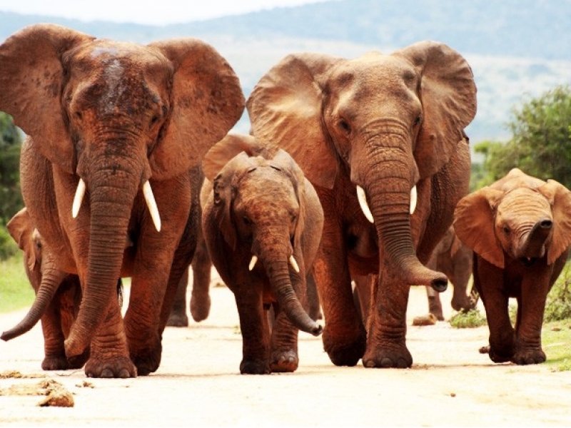 Maurítius, Cape Town, Safari no Kruger Park