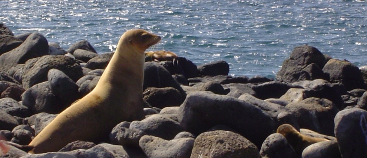 Galápagos