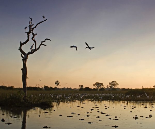 Cruzeiro no Pantanal - Porto Jofre x Corumbá