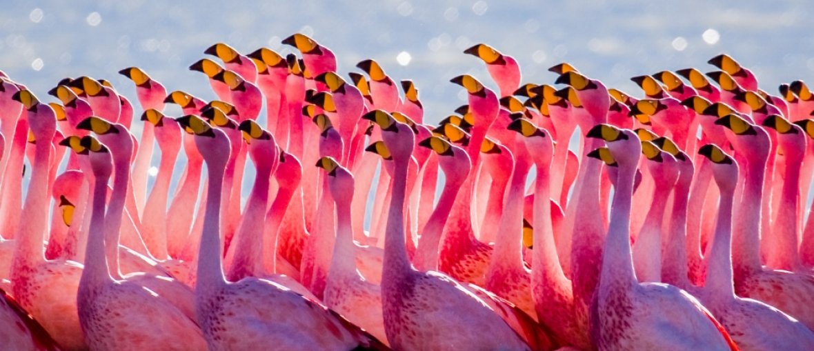 Pacotes para o Deserto de Atacama - Flamingo