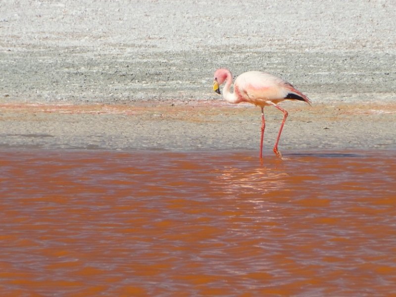 Bolívia - La Paz e Salar de Uyuni Completo